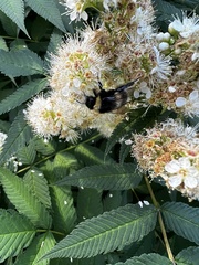 Bombus cryptarum
