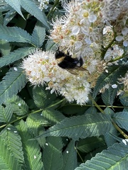 Bombus cryptarum