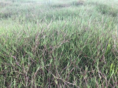 Puccinellia phryganodes