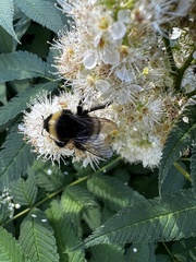 Bombus cryptarum