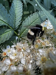 Bombus cryptarum