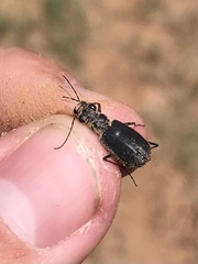 Cicindela nigrocoerulea