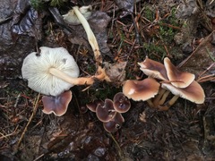 Gymnopus ocior