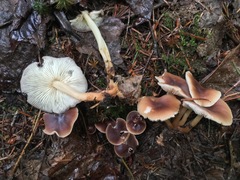 Gymnopus ocior