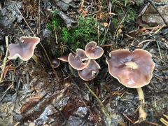 Gymnopus ocior