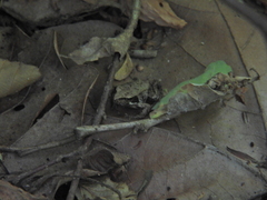 Rana latastei