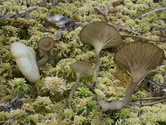 Arrhenia philonotis