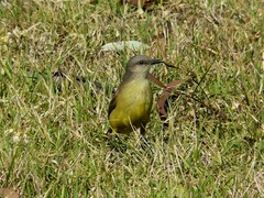 Machetornis rixosa