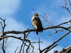 Rupornis magnirostris