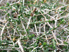 Pteronia viscosa