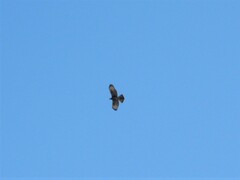 Parabuteo unicinctus