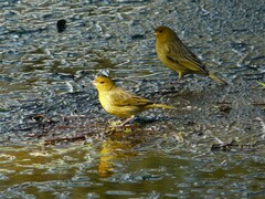Sicalis flaveola