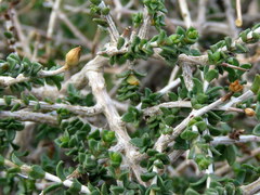 Pteronia viscosa