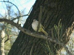 Sicalis flaveola