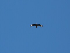 Caracara plancus