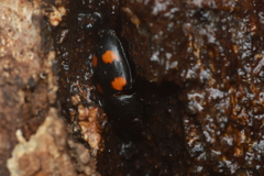 Glischrochilus obtusus