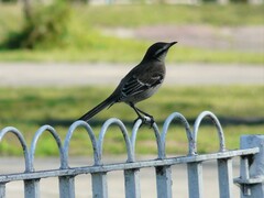 Mimus saturninus