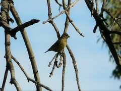 Spinus magellanicus