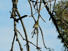 Spinus magellanicus
