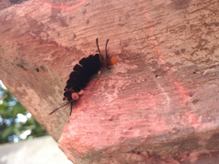 Autochloris jansonis