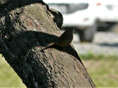 Troglodytes aedon