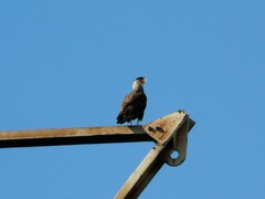 Caracara plancus