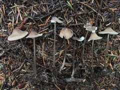 Mycena silvae-nigrae