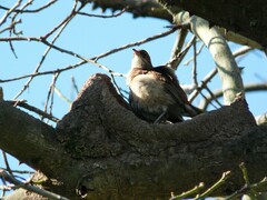 Furnarius rufus