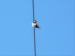 Pygochelidon cyanoleuca