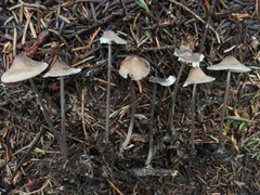 Mycena silvae-nigrae