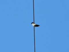 Pygochelidon cyanoleuca