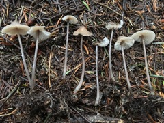 Mycena silvae-nigrae