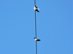 Pygochelidon cyanoleuca