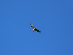 Parabuteo unicinctus