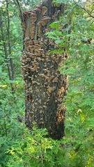 Phellinopsis