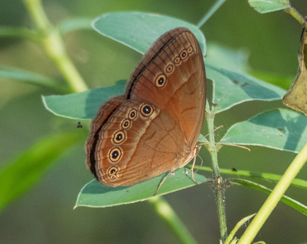 Cedar Bush-brown
