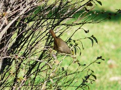 Troglodytes aedon