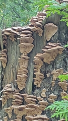 Phellinopsis