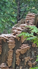 Phellinopsis