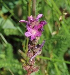 Sidalcea pedata