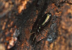 Coptodera aerata