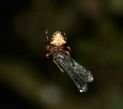 Verrucosa meridionalis