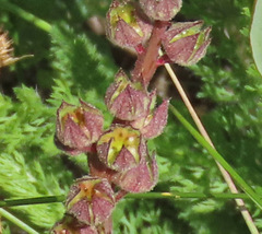 Sidalcea pedata