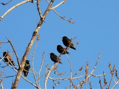 Sturnus vulgaris