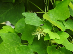 Protandrena passiflorae