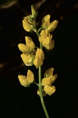 Lupinus croceus