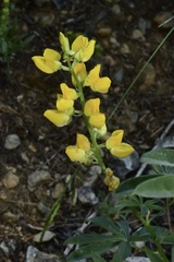 Lupinus croceus