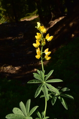 Lupinus croceus