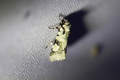 Emarginea percara