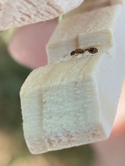 Temnothorax schaumii